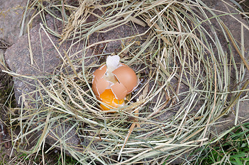 Image showing broken chicken eggs on stone and hay outdoor 