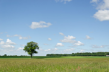 Image showing view of green field and tree blue sky background 