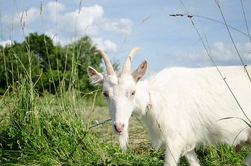 Image showing white goat in green meadow pasture 