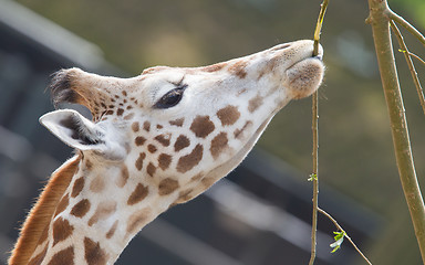 Image showing Giraffe eating