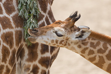 Image showing Young giraffe eating