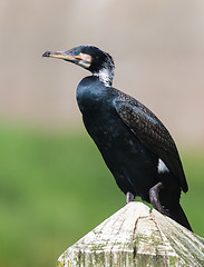 Image showing Cape Cormorant