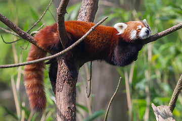 Image showing Red Panda, Firefox or Lesser Panda 