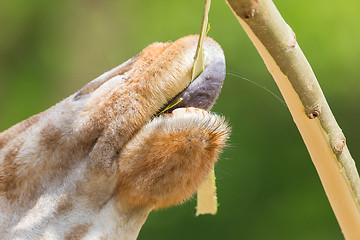 Image showing Giraffe eating