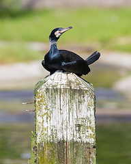 Image showing Cape Cormorant