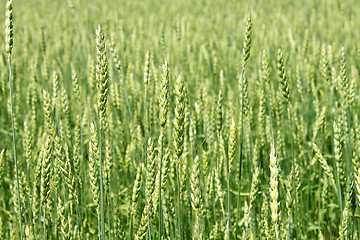 Image showing Green wheat ears