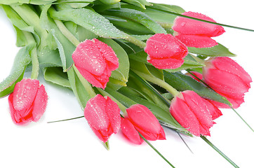 Image showing Magenta Tulips