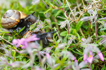 Image showing small garden snail