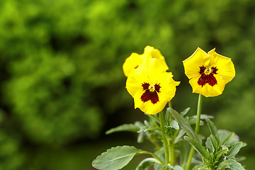 Image showing yellow pansy flowers