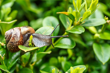 Image showing small garden snail