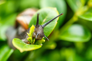 Image showing small garden snail