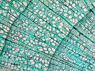 Image showing Pine Wood micrograph