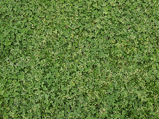 Image showing Meadow grass