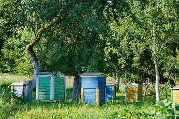 Image showing bee hives under fruit trees in garden. Beekeeping 