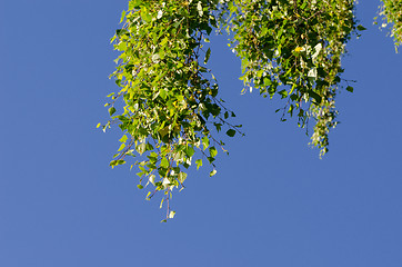 Image showing Leaves on branch of birch tree against blue sky 