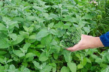 Image showing herbalist hand pick mint herb leaves in garden 