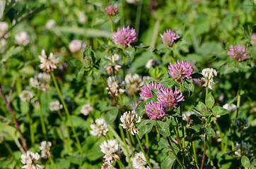 Image showing dewy white and red clover plants grow in meadow 