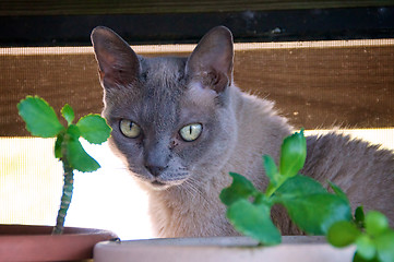 Image showing  Burmese Cat with plants