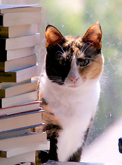 Image showing calico cat with stack of books