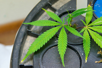 Image showing close up of young marijuana plants