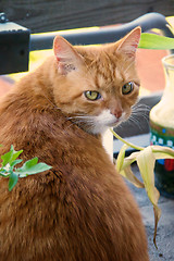 Image showing orange ginger cat looking at viewer