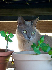 Image showing Portrait of Burmese Cat with plant