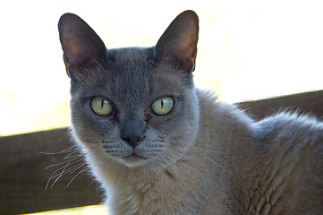 Image showing Portrait of Burmese Cat