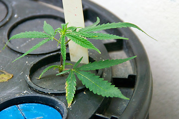 Image showing young marijuana plants