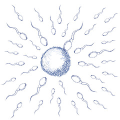 Image showing Illustration of egg and sperm