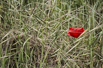 Image showing Lone Red poppy on green weeds field