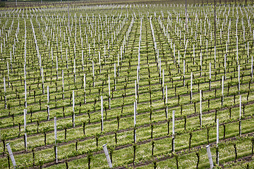 Image showing rows of vines