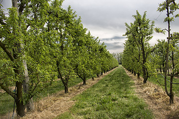 Image showing Peach trees rows