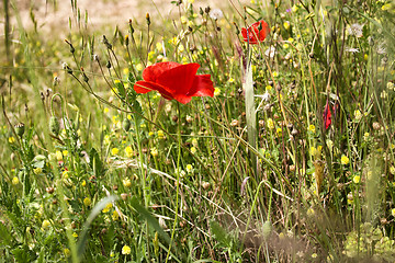 Image showing Lone Red poppy on green weeds field