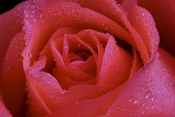 Image showing Pink Rose