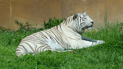 Image showing White tiger