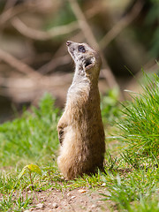 Image showing Meerkat portrait