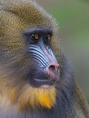 Image showing Portrait of the adult mandrill