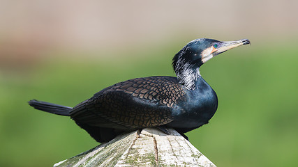 Image showing Cape Cormorant