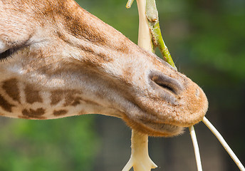 Image showing Giraffe eating