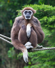 Image showing Lar Gibbon, or a white handed gibbon