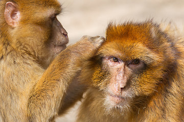 Image showing Two mature Barbary Macaque grooming