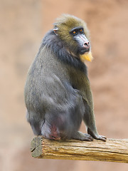 Image showing Portrait of the adult mandrill