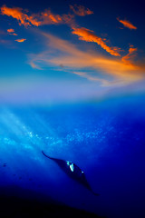 Image showing Manta Ray in the sunset