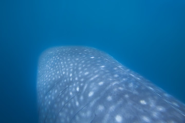 Image showing Whale Shark