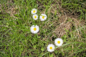 Image showing Daisy macro: bellis perennis