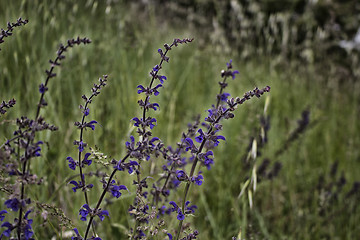 Image showing Purple flower on weeds background