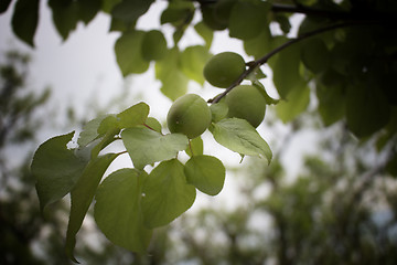 Image showing Unripe fruit on apricot tree