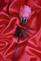 Image showing Pink Rose In Silk Bed