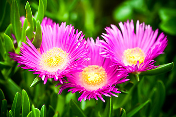 Image showing mesembryanthemum daisy flowers