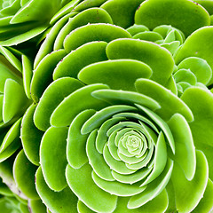 Image showing succulent plant 